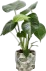Pflanze
