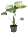 Pflanze