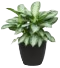 Pflanze